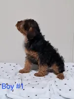 Boy 1, a male Yorkipoo for sale in Jonesborough, TN – Photo 2 of 7