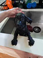 Boy 2, a male Yorkipoo for sale in Jonesborough, TN – 10 of 10
