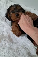 Boy 1, a male Yorkipoo for sale in Jonesborough, TN – 2 of 10