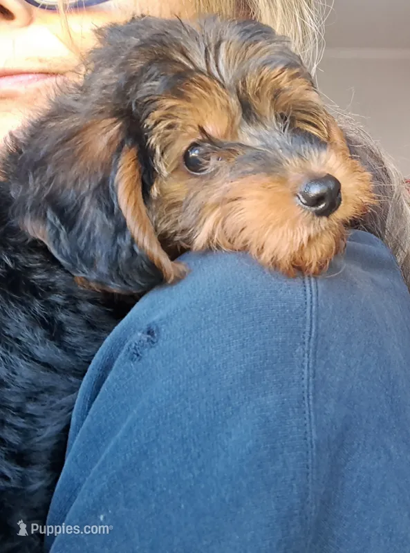 Boy 1 – Yorkipoo puppy for sale in Jonesborough, TN
