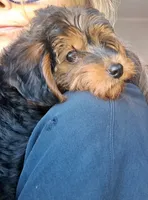 Boy 1, a male Yorkipoo for sale in Jonesborough, TN – 1 of 10