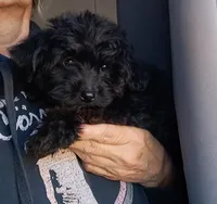 Boy 2, a male Yorkipoo for sale in Jonesborough, TN – 3 of 10