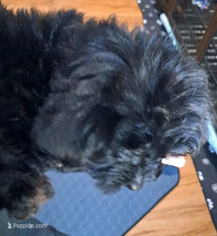 Boy 2 – Yorkipoo puppy for sale in Jonesborough, TN