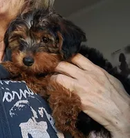 Girl, a female Yorkipoo for sale in Jonesborough, TN – 8 of 10
