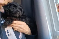 Boy 2, a male Yorkipoo for sale in Jonesborough, TN – 8 of 10