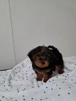 Boy 1, a male Yorkipoo for sale in Jonesborough, TN – 6 of 10
