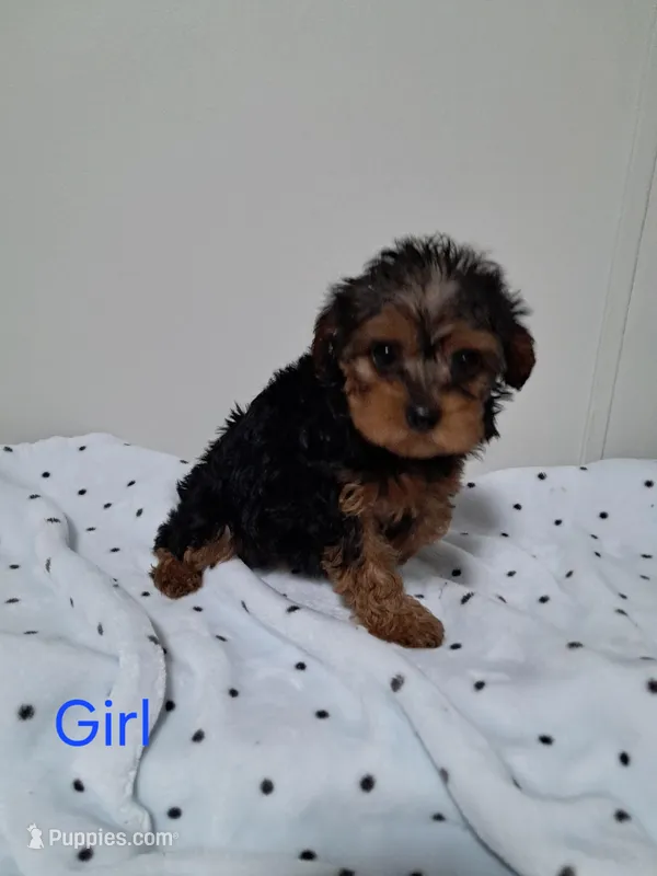 Girl – Yorkipoo puppy for sale in Jonesborough, TN