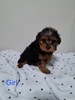 Girl, a female Yorkipoo for sale in Jonesborough, TN – Photo 1 of 5