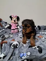 Girl, a female Yorkipoo for sale in Jonesborough, TN – Photo 3 of 5
