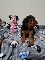 Girl, a female Yorkipoo for sale in Jonesborough, TN – Photo 5 of 5