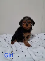 Girl, a female Yorkipoo for sale in Jonesborough, TN – Photo 2 of 5