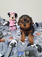 Girl, a female Yorkipoo for sale in Jonesborough, TN – Photo 4 of 5