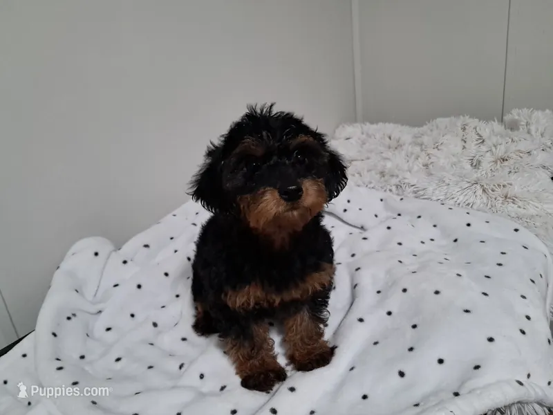 Girl – Yorkipoo puppy for sale in Jonesborough, TN
