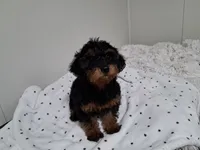 Girl, a female Yorkipoo for sale in Jonesborough, TN – 2 of 10