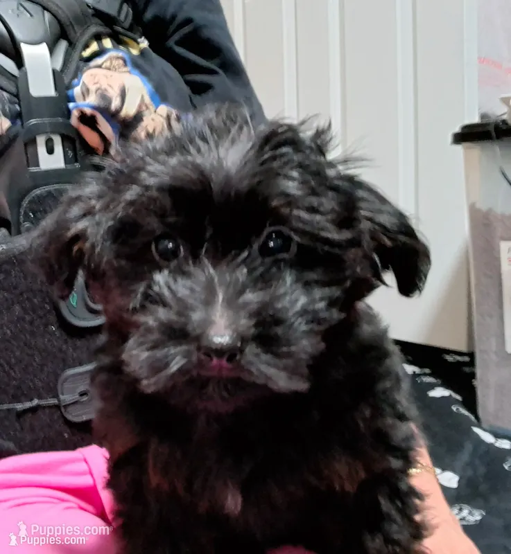 Boy 2 – Yorkipoo puppy for sale in Jonesborough, TN