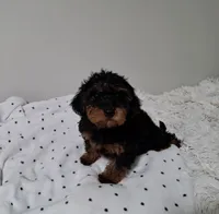 Girl, a female Yorkipoo for sale in Jonesborough, TN – 6 of 10