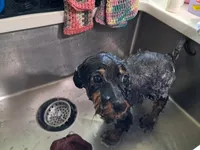 Girl, a female Yorkipoo for sale in Jonesborough, TN – 3 of 10