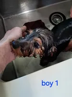 Boy 1, a male Yorkipoo for sale in Jonesborough, TN – 4 of 10