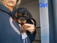 Girl, a female Yorkipoo for sale in Jonesborough, TN – 7 of 10