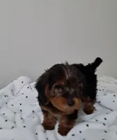 Boy 1, a male Yorkipoo for sale in Jonesborough, TN – 3 of 10