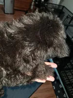 Boy 2, a male Yorkipoo for sale in Jonesborough, TN – 4 of 10