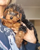 Boy 1, a male Yorkipoo for sale in Jonesborough, TN – 7 of 10