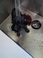 Boy 2, a male Yorkipoo for sale in Jonesborough, TN – 9 of 10
