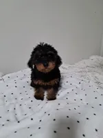 Girl, a female Yorkipoo for sale in Jonesborough, TN – 9 of 10