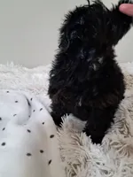 Boy 2, a male Yorkipoo for sale in Jonesborough, TN – 7 of 10