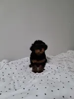 Girl, a female Yorkipoo for sale in Jonesborough, TN – 5 of 10