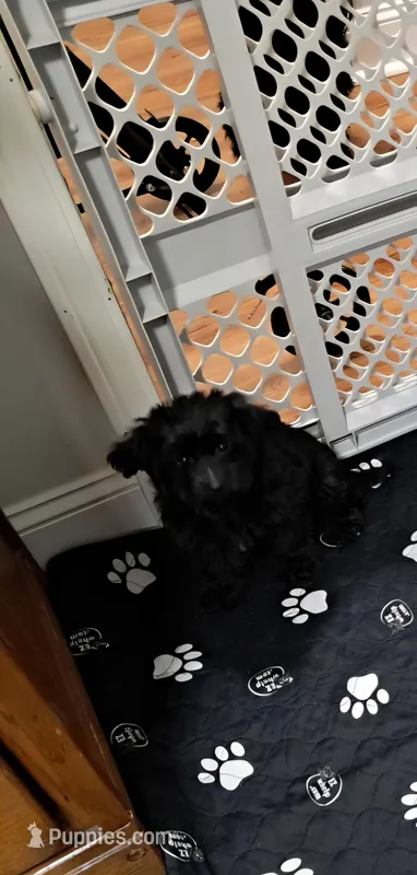 Boy 2 – Yorkipoo puppy for sale in Jonesborough, TN