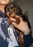 Girl, a female Yorkipoo for sale in Jonesborough, TN – 10 of 10