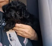 Boy 2, a male Yorkipoo for sale in Jonesborough, TN – 5 of 10