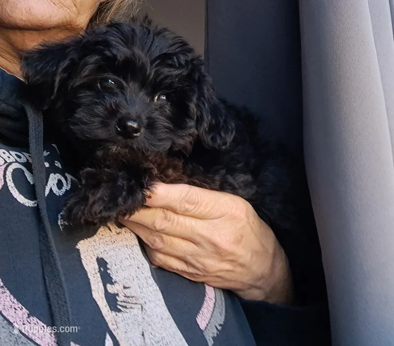 Boy 2 – Yorkipoo puppy for sale in Jonesborough, TN