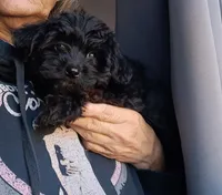 Boy 2, a male Yorkipoo for sale in Jonesborough, TN – 2 of 10