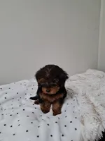 Boy 1, a male Yorkipoo for sale in Jonesborough, TN – 8 of 10