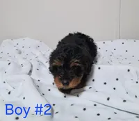 Boy 2, a male Yorkipoo for sale in Jonesborough, TN – Photo 2 of 7