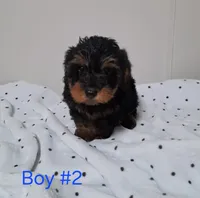 Boy 2, a male Yorkipoo for sale in Jonesborough, TN – Photo 3 of 7