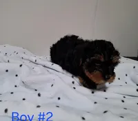 Boy 2, a male Yorkipoo for sale in Jonesborough, TN – Photo 7 of 7