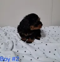 Boy 2, a male Yorkipoo for sale in Jonesborough, TN – Photo 4 of 7