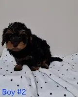 Boy 2, a male Yorkipoo for sale in Jonesborough, TN – Photo 1 of 7