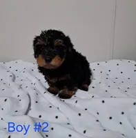 Boy 2, a male Yorkipoo for sale in Jonesborough, TN – Photo 5 of 7