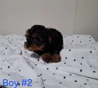 Boy 2, a male Yorkipoo for sale in Jonesborough, TN – Photo 6 of 7
