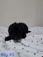 Boy 3, a male Yorkipoo for sale in Jonesborough, TN – Photo 4 of 8