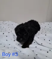 Boy 3, a male Yorkipoo for sale in Jonesborough, TN – Photo 5 of 8