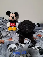 Boy 3, a male Yorkipoo for sale in Jonesborough, TN – Photo 8 of 8