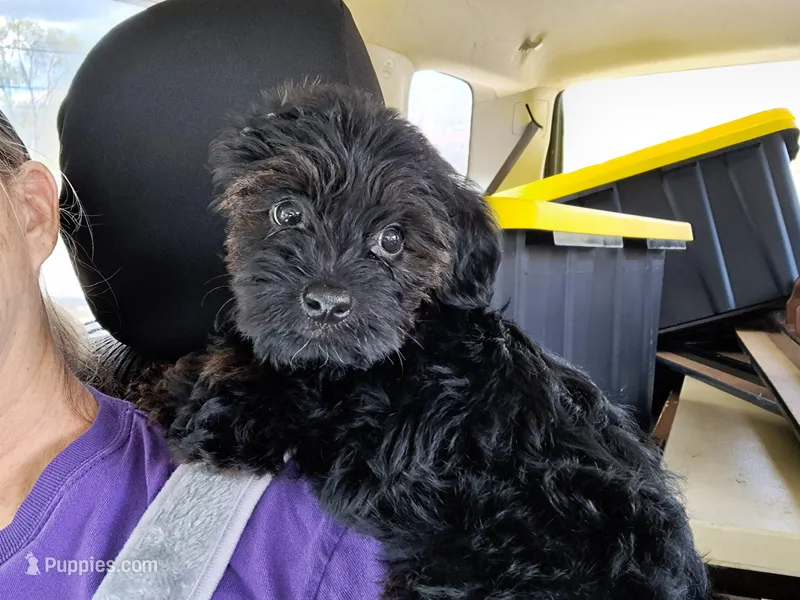 Boy 3 – Yorkipoo puppy for sale in Jonesborough, TN