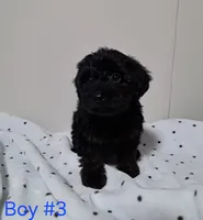 Boy 3, a male Yorkipoo for sale in Jonesborough, TN – Photo 3 of 8