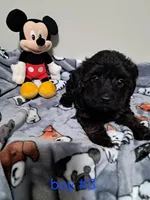 Boy 3, a male Yorkipoo for sale in Jonesborough, TN – Photo 6 of 8