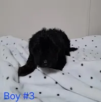 Boy 3, a male Yorkipoo for sale in Jonesborough, TN – Photo 2 of 8